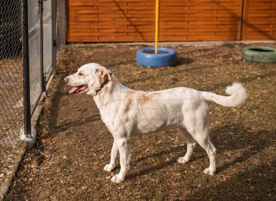 Przytulas Jumbo poleca się do adopcji!!