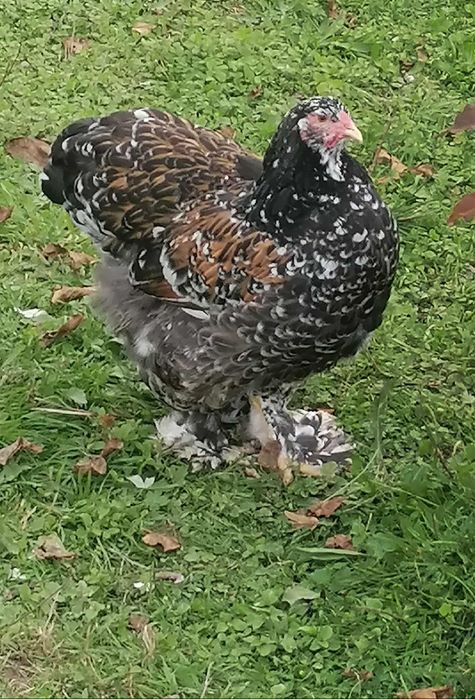 Brahma olbrzymia