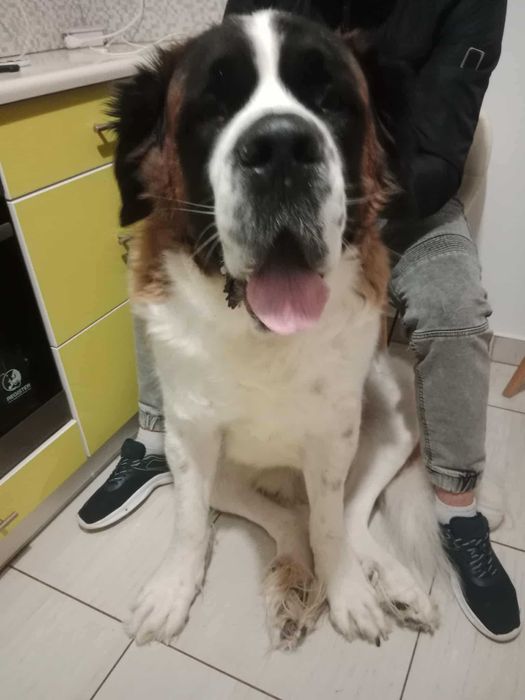 Oddam za darmo bernardyna Matiego