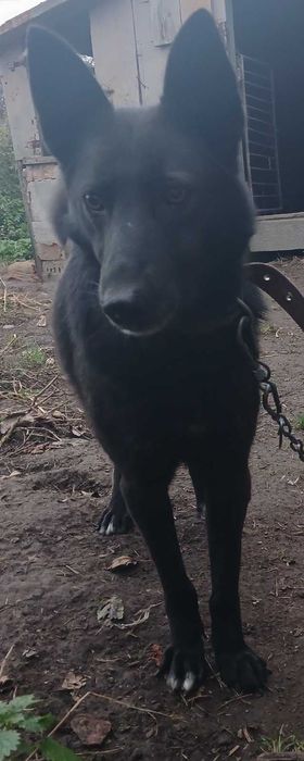 Віддам собаку в добрі руки