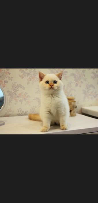 Скотишь фолд приглашает на вязку