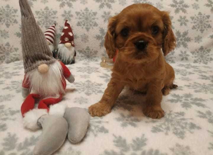 Cavalier King Charles Ruby