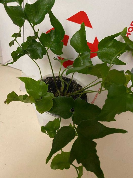 Нефролепис/ Папоротник ЦИРТОМИУМ необычный сорт