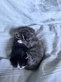 Dwa urocze kotki szukające domu