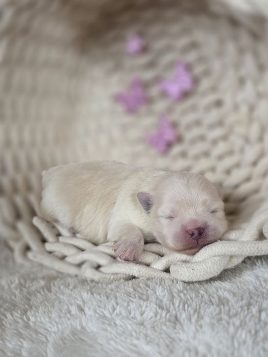 Szpic miniaturowy/pomeranian chłopiec kremowy