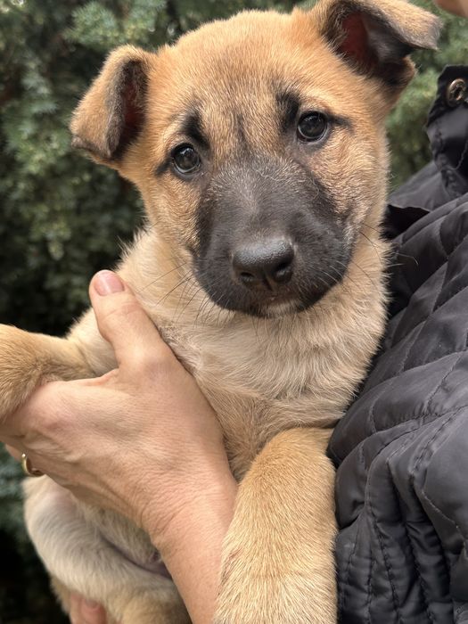 Цуценята безкоштовно