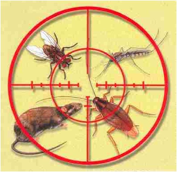 Уничтожение тараканов,постельных клопов,блох,клещей,крыс и мышей