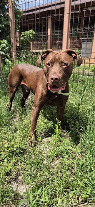 Piesek około 4 lata