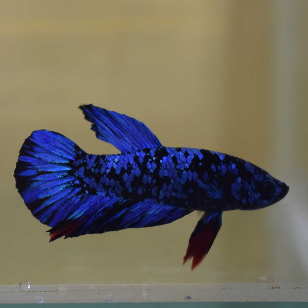 Betta splendens AVATAR - Bojownik wspaniały