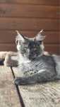 Maine Coon Kocurek czarny dymny