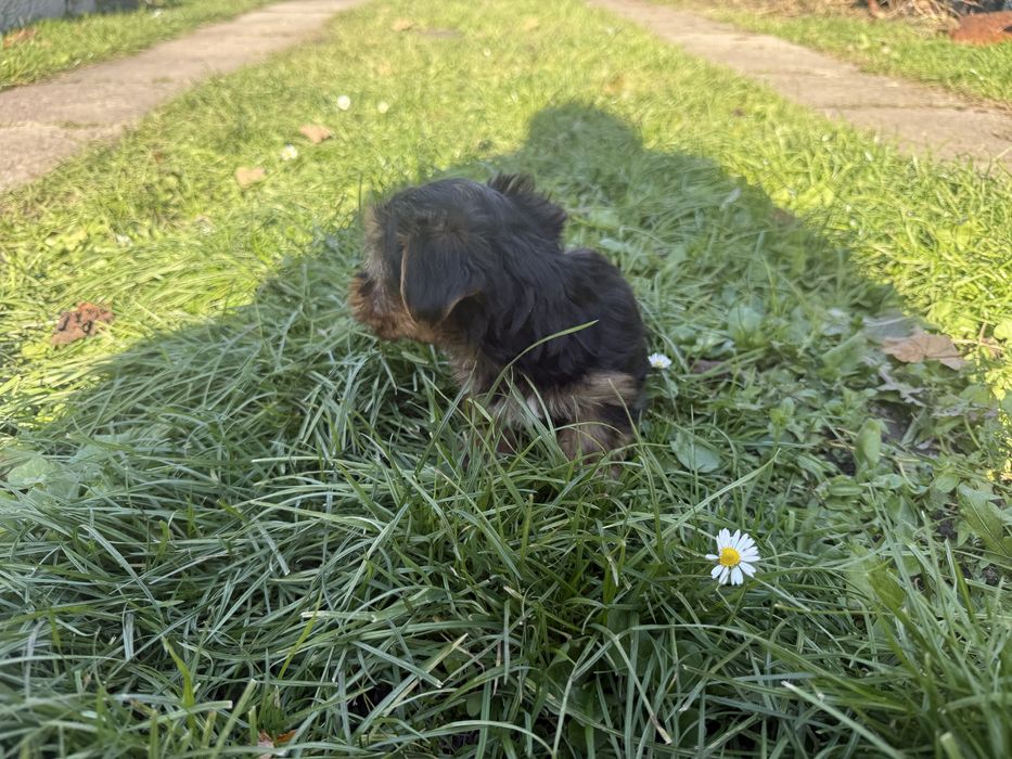 Sprzedam pieska rasy York