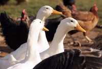 Kaczki , Kurczaki ubite z wlasnego chowu wiejskie