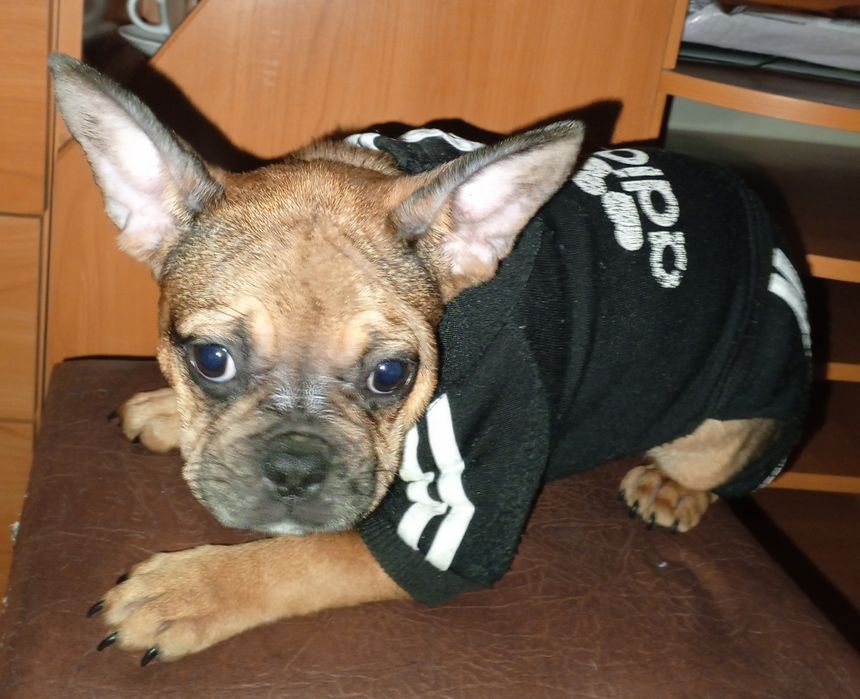 Французькі бульдожки