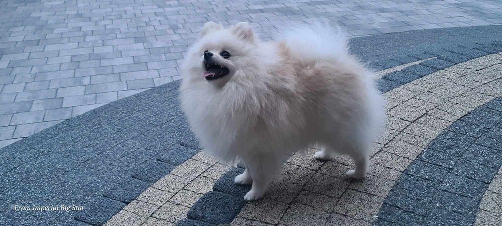 Szpic miniaturowy pomeranian zkwp FCI  mikro sunia