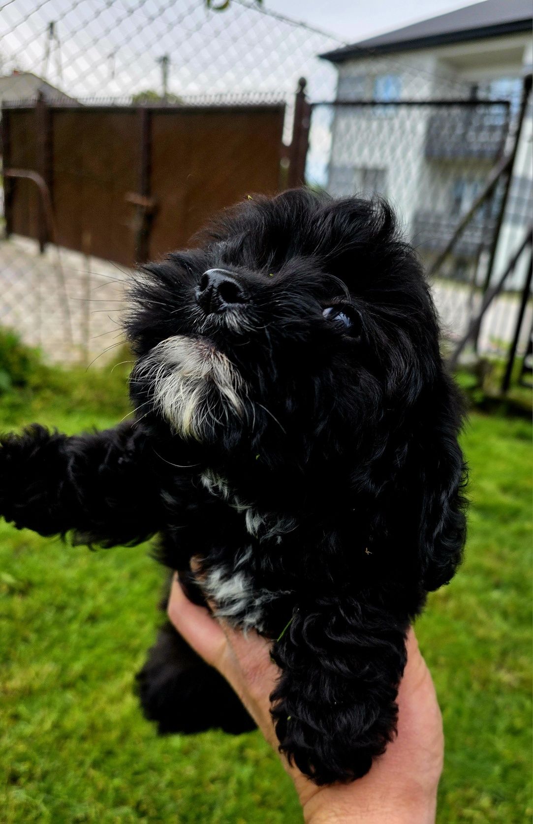 Cavapoo f1b piesek czarny