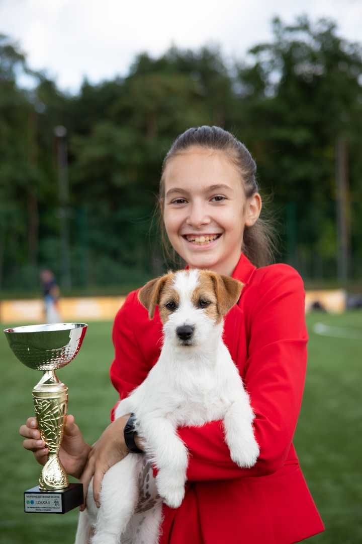 Jack Russell Terrier