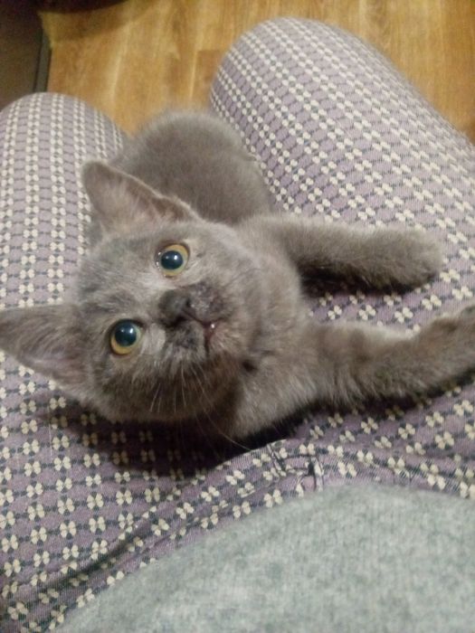 Маленьке чудове кошенятко в найкращу родину