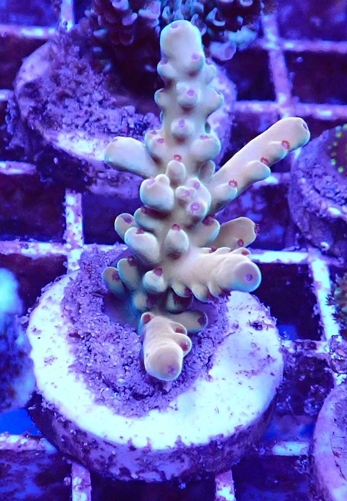 Acropora lokani koralowiec SPS