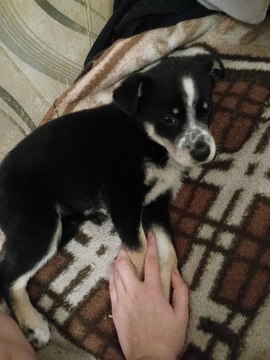 Отдам щенка девочку в хорошие руки