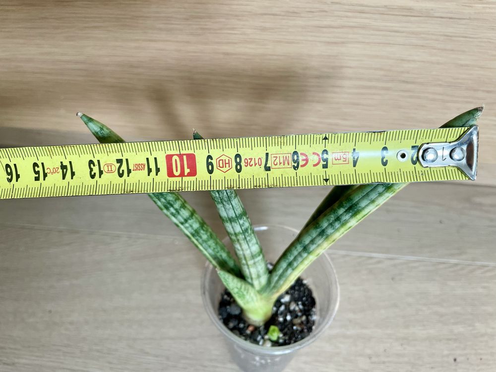 Sansevieria Boncel variegated z młodym sansewieria