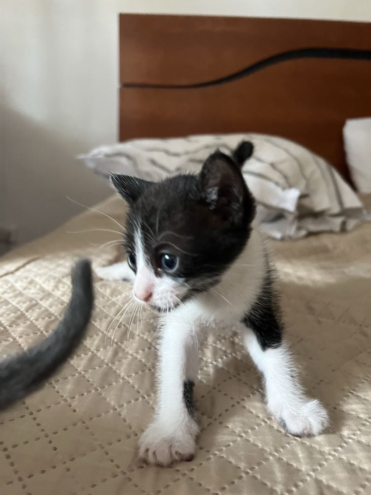 Gatinhos bebés prontos a adotar