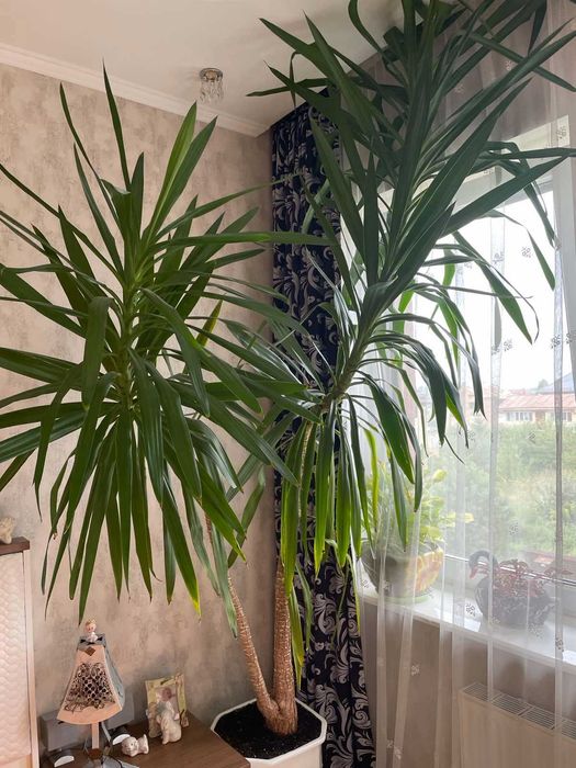 Кімнатна рослина