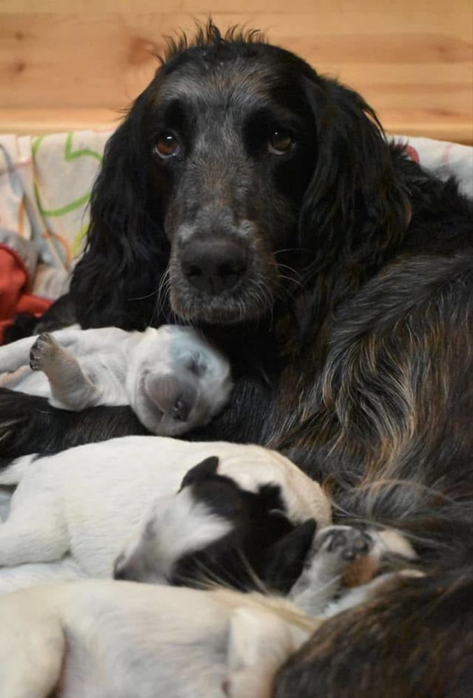 Niebieski spaniel pikardyjski FCl (wyżeł,płochacz)