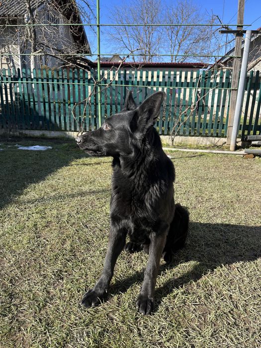 Німецький вівчарка шукає подружку для в’язки