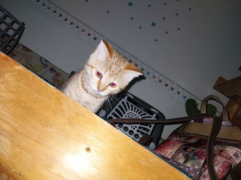 Scottish straight femea - 3 meses