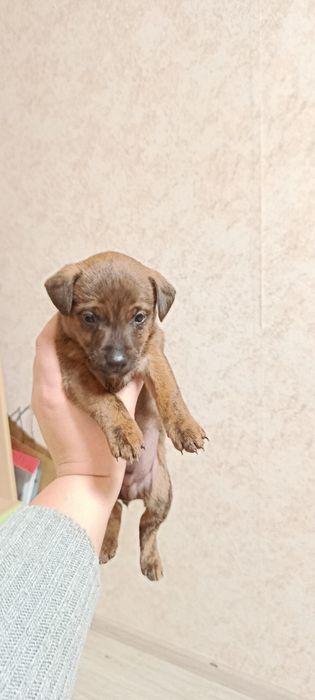 Метиси цвергпінчера