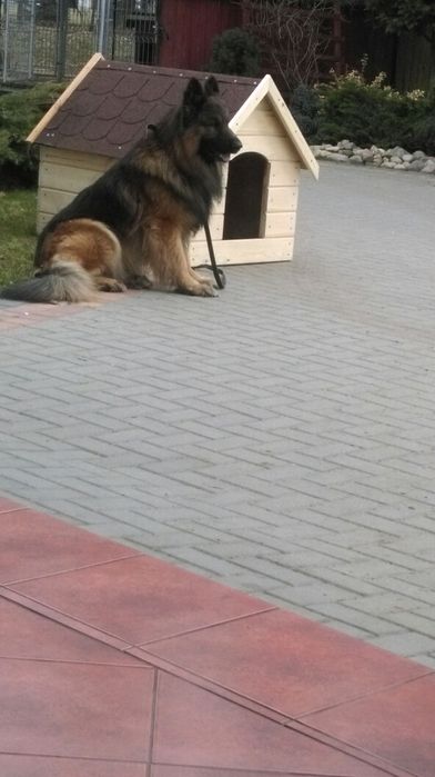 Buda dla duzego psa