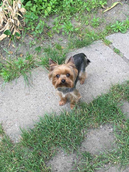 Йоркширський тер'єр. Вязка