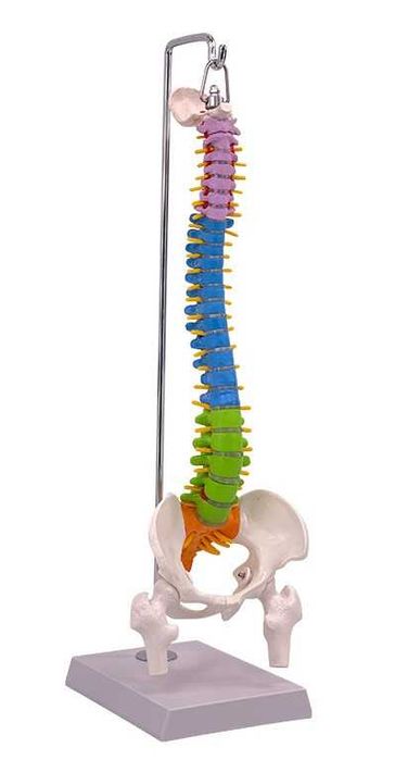 Шкільна модель хребта скелета людини макет позвоночника человека 45см