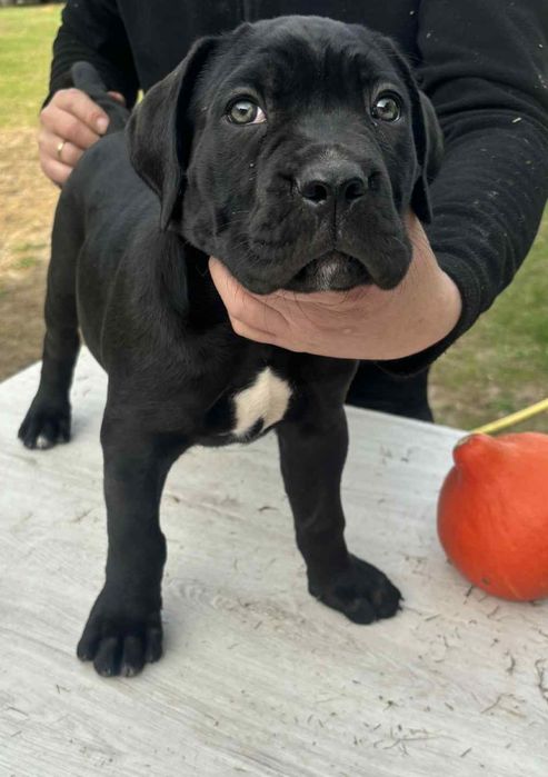 Cane Corso Italiano