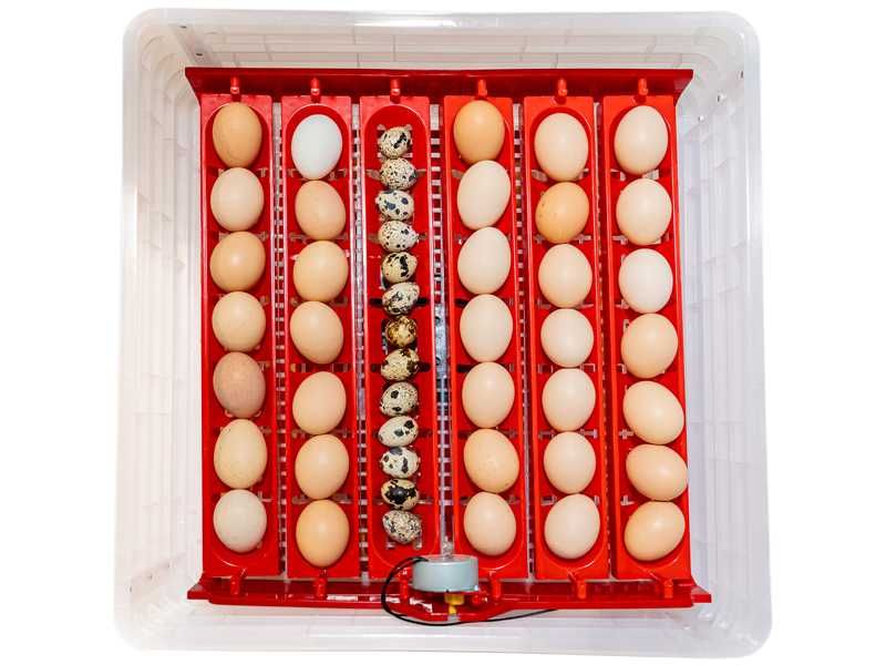 INKUBATOR AUTOMATYCZNY DINO na 112 jaj 12V 230V dla Kaczek Gąsek Kur