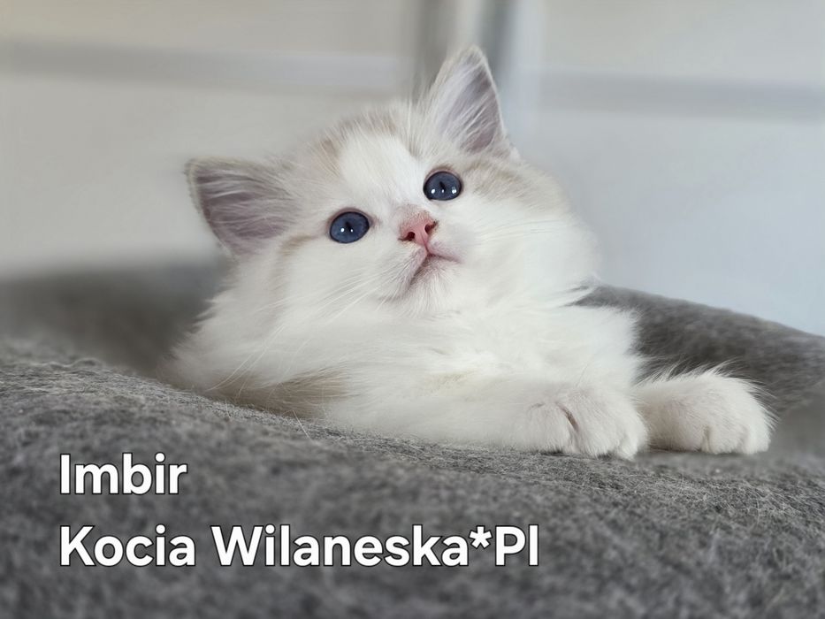 Kocięta rasy Ragdoll-FPL