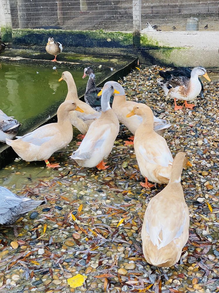 Ovos de pato de varias racas: corredor indiano/canard orpington