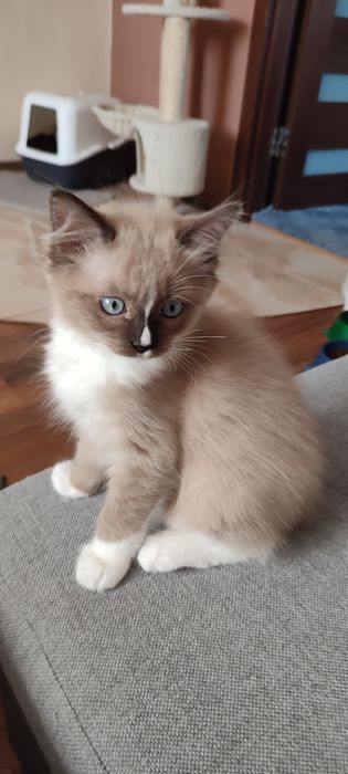 Ragdoll Cherubin Mink rodowód TICA