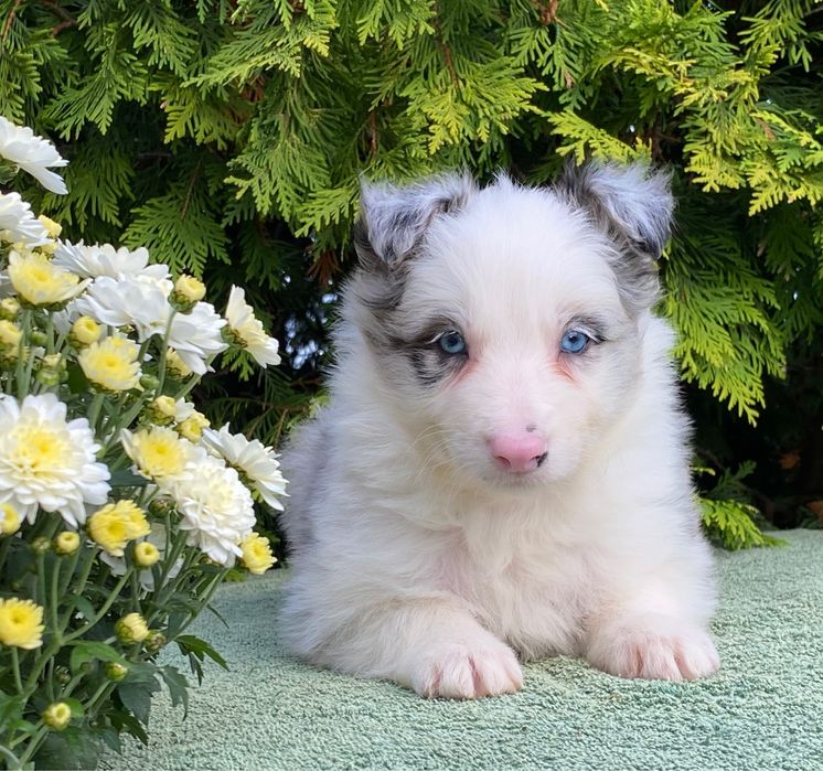 Border Collie chłopiec DANTE