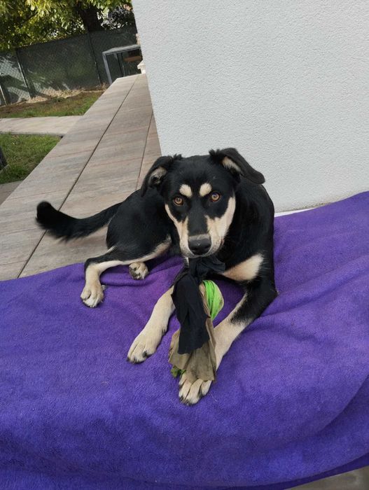 Spartunia młodziutka suczka do adopcji