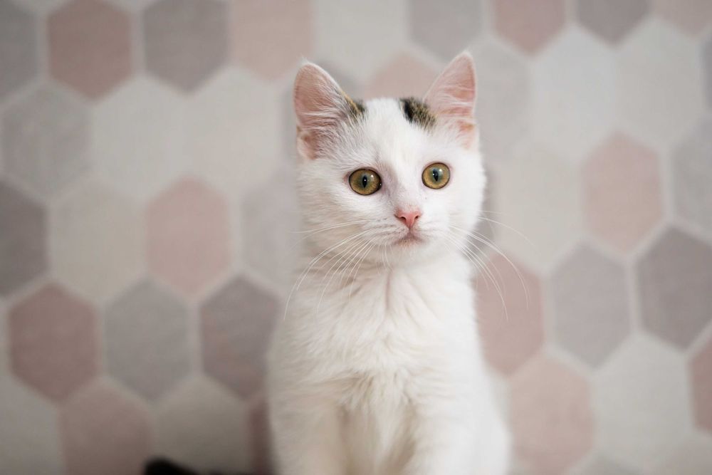 Stonka - kotka do adopcji