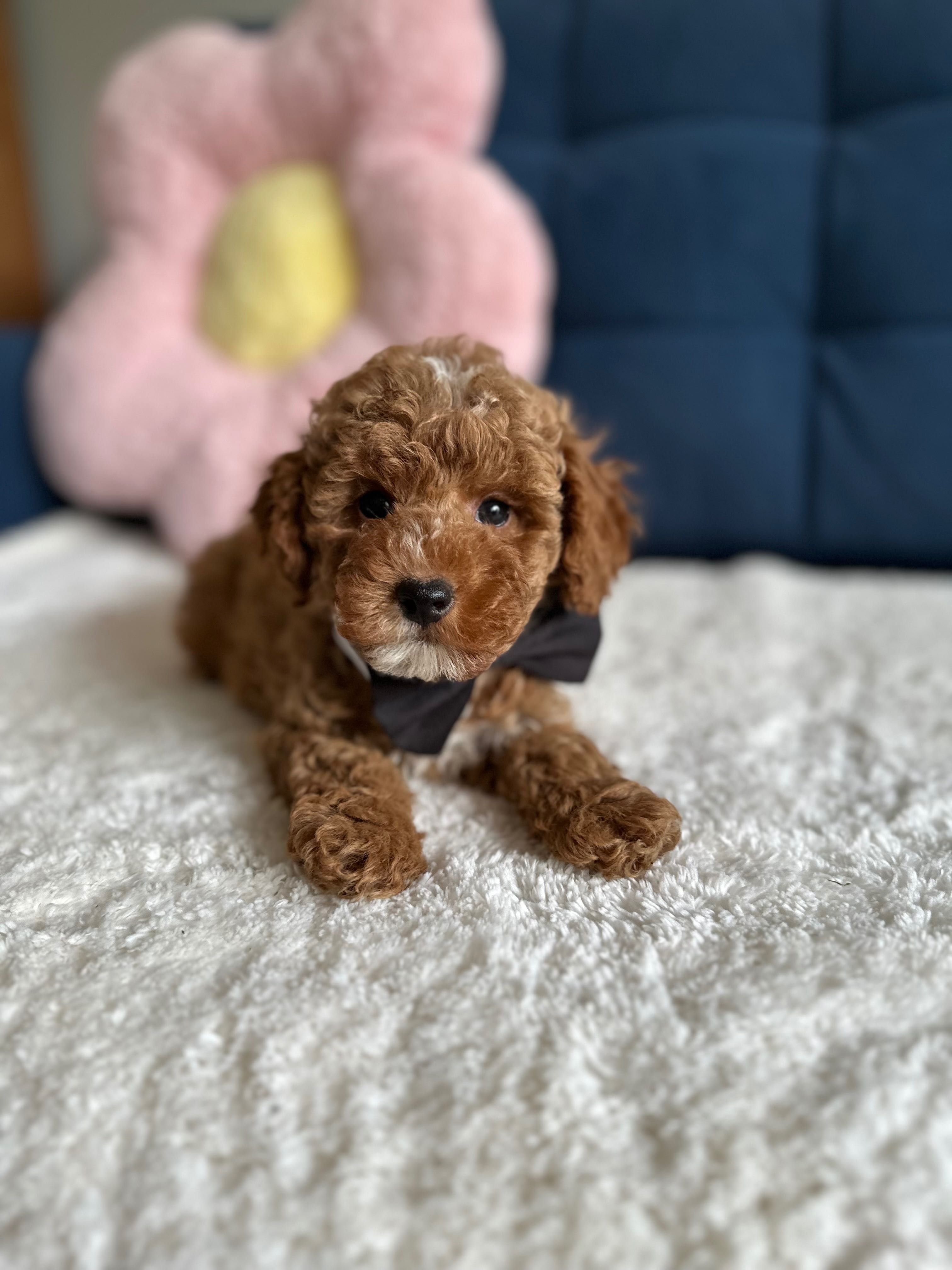 Śliczny Piesek Maltipoo!