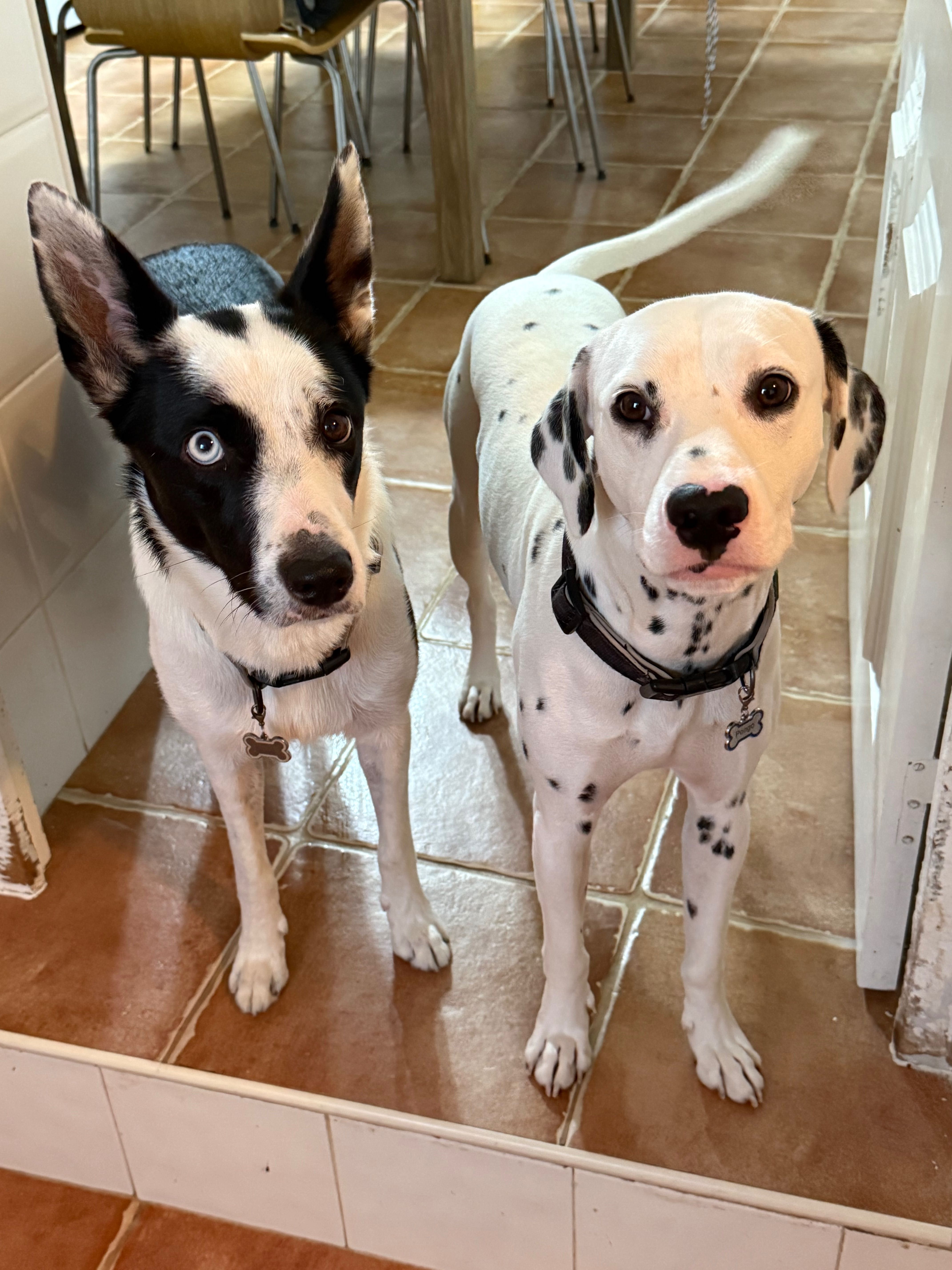 Cães cruzados Border Collie com Dálmata para adoção responsável