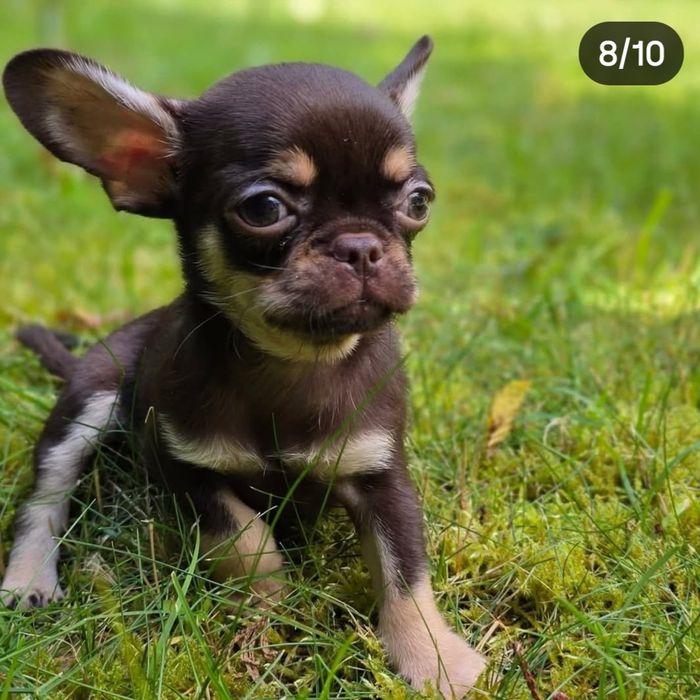 Chihuahua czekoladowy podpalany mini