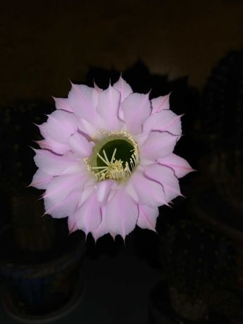 Продаю кактус цветет Розово сиреневым