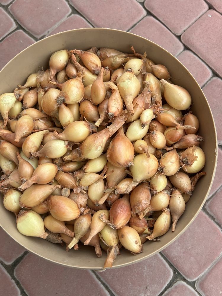 Цибуля кущівка  на посадку