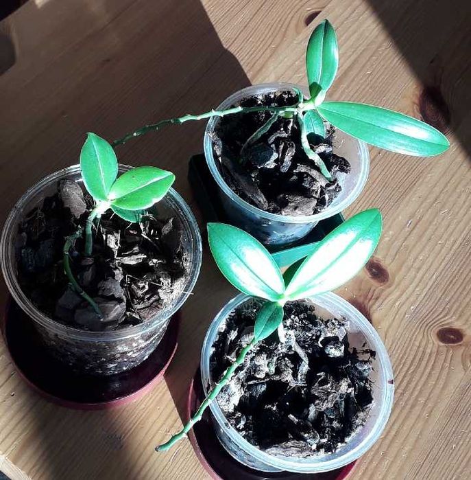 Storczyk botaniczny phalaenopsis equestris keiki - rezerwacja!