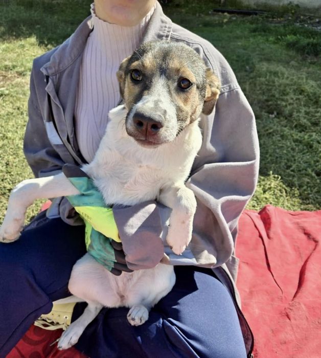 NADZIEJA – 5 mięs. Kochana sunia