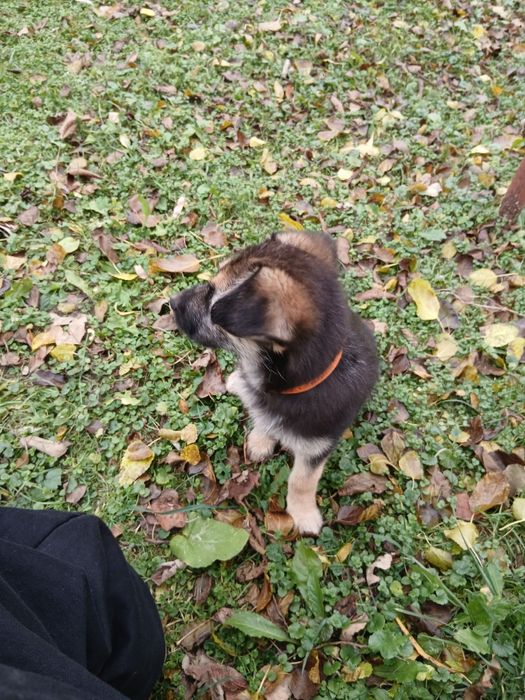 Щенятко німецький  вівчар