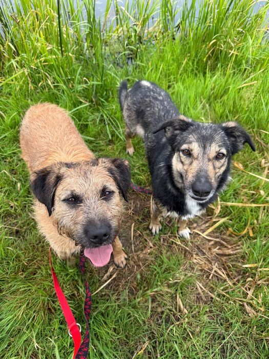 Szorściak Bono poleca się do adopcji!